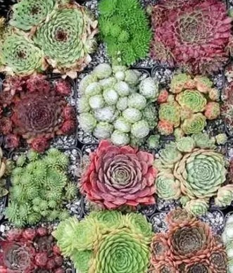 Молодило — посадка і догляд у відкритому грунті і в домашніх умовах. Молодило – кам'яна троянда: прикмети і забобони, магічні властивості