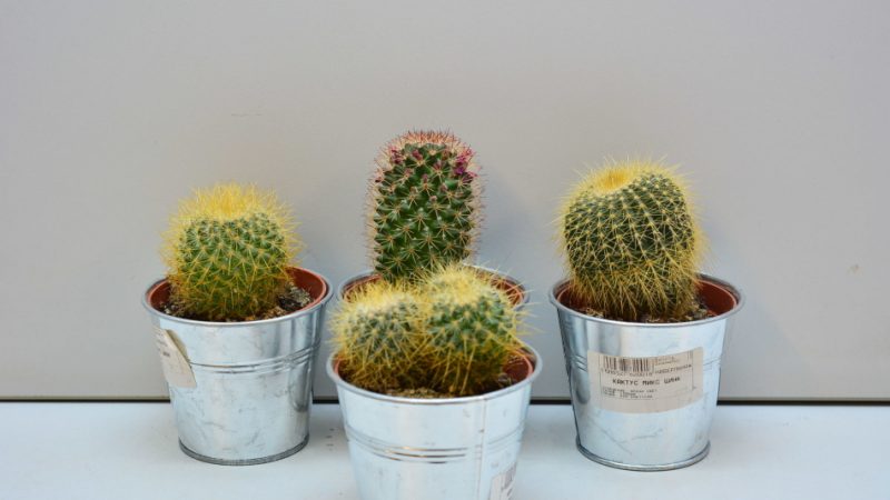 Можна тримати кактуси будинку? Кактус домашній: користь і шкода, народні прикмети і забобони. Кактус в подарунок: значення, прикмета