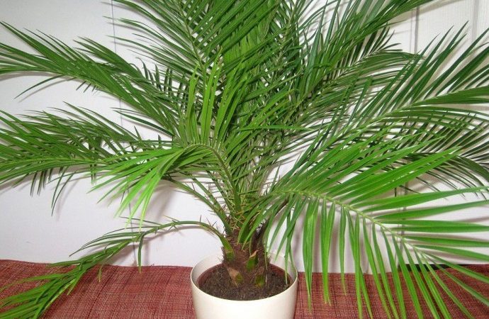 Можна з кісточки фініка виростити дерево, пальму? Як виростити фінік з кісточки в домашніх умовах?