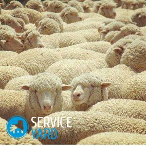 Можно ли стирать одеяло из овечьей шерсти в стиральной машине?