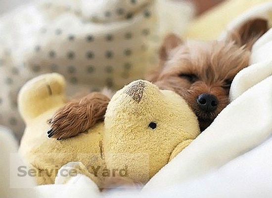 Мягкие игрушки своими руками