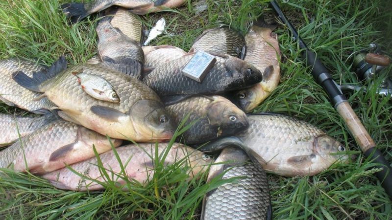 На що краще ловити карася? Варіанти приманок і наживок для лову карася. Особливості ловлі карася і вибору наживок в залежності від часу року