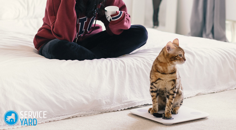 Напольные весы — рейтинг лучших моделей