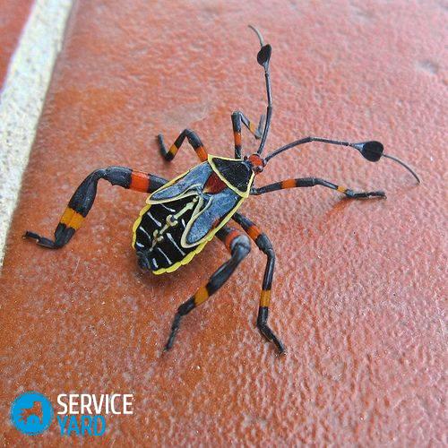 Насекомые в доме ? борьба и травля жучков, уничтожение букашек, тараканов и вредителей