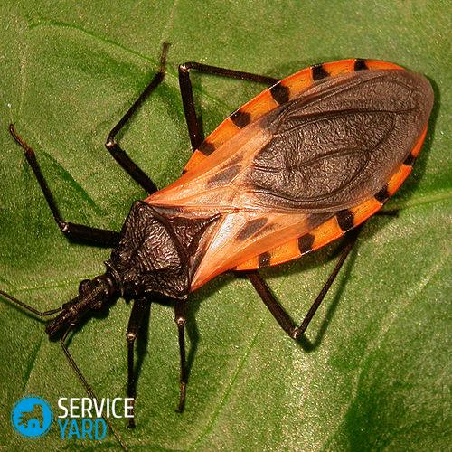 Насекомые в доме ? борьба и травля жучков, уничтожение букашек, тараканов и вредителей