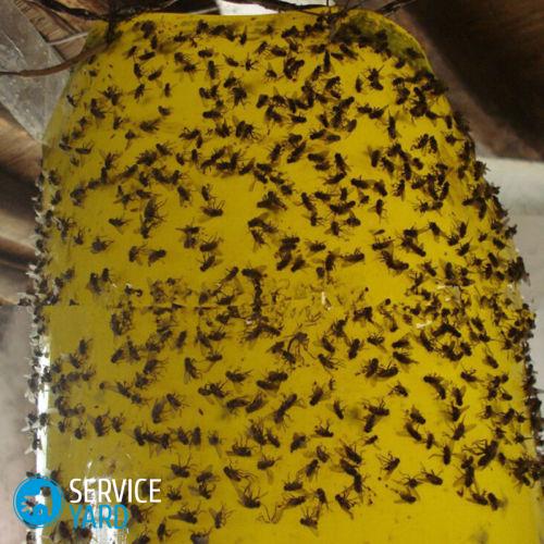 Насекомые в доме ? борьба и травля жучков, уничтожение букашек, тараканов и вредителей