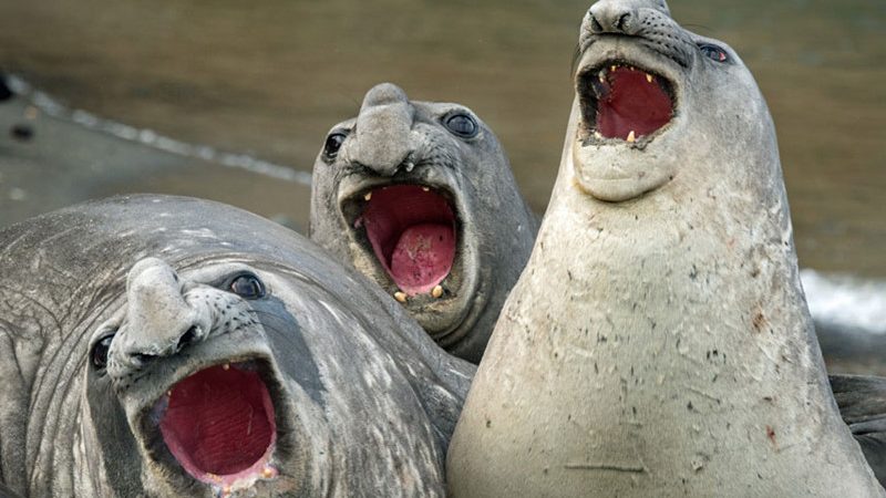 Найбільше велике м'ясоїдна і хиже, морське тварина, найбільша птах на планеті Земля: назва, розміри, цікаві факти