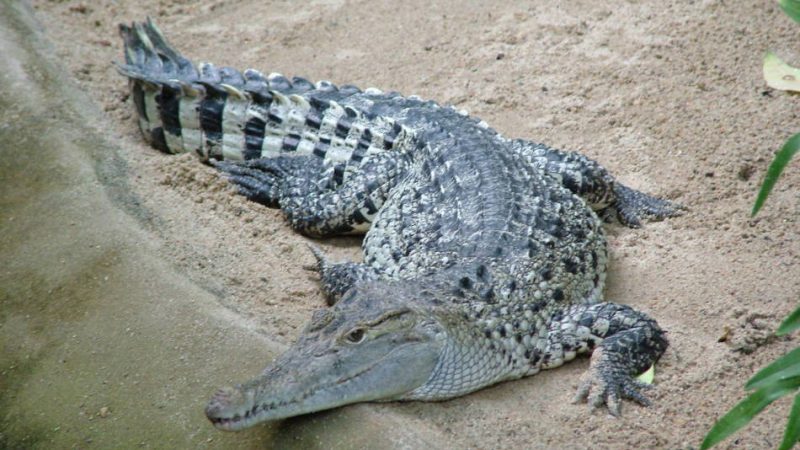 Найбільший крокодил алігатор в світі: розмір в метрах, вага, назва, місце проживання