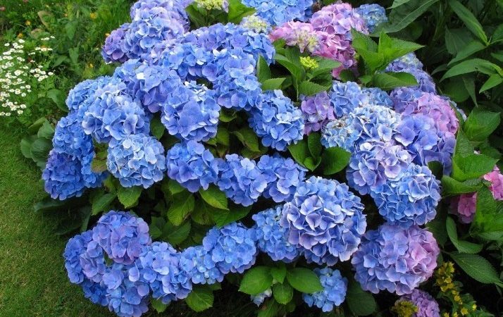 Найдорожчі квіти у світі — ціна, опис, фото: топ-9