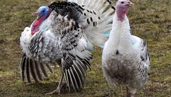 Індострауси: фото, опис