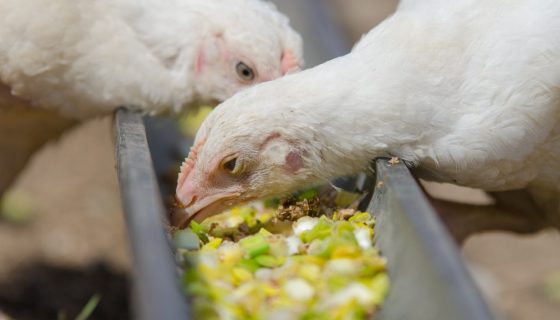 Індострауси: фото, опис