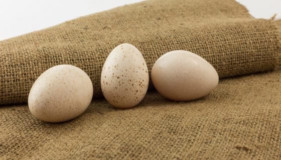 Інкубація індичих яєць: режим, таблиця, вологість Інкубація індичих яєць: режим, таблиця, вологість