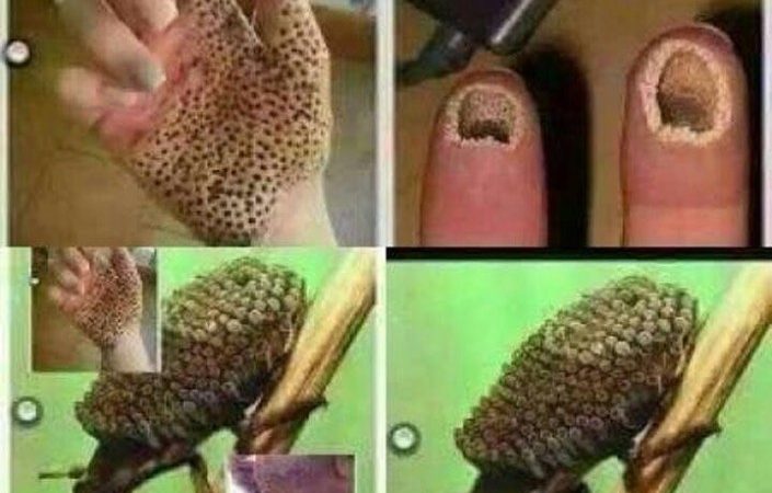 Нове комаха вбивця в Індії: смертельний жук або черговий фейк?