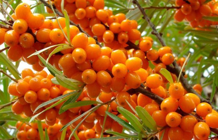 Обліпиха — що це за ягода? Як вживати заморожену, свіжу обліпиху взимку, використовувати обліпихова олія?