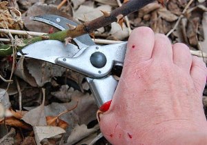 Обрізка троянд на зиму — основні правила проведення