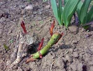 Обрізка троянд на зиму — основні правила проведення