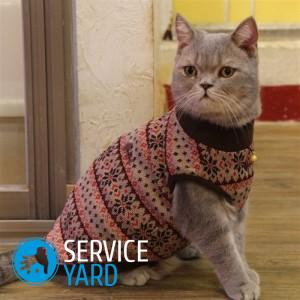 Одежда для кошек своими руками