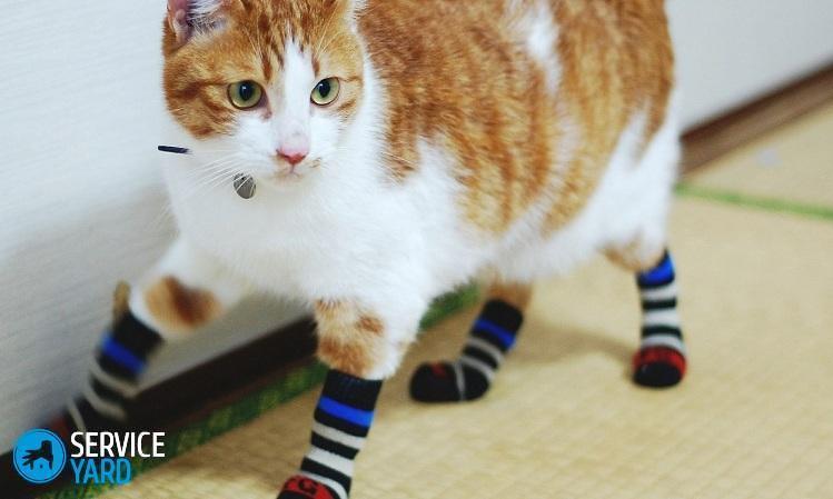 Одежда для кошек своими руками