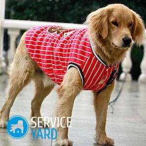 Одежда для собак своими руками — выкройки