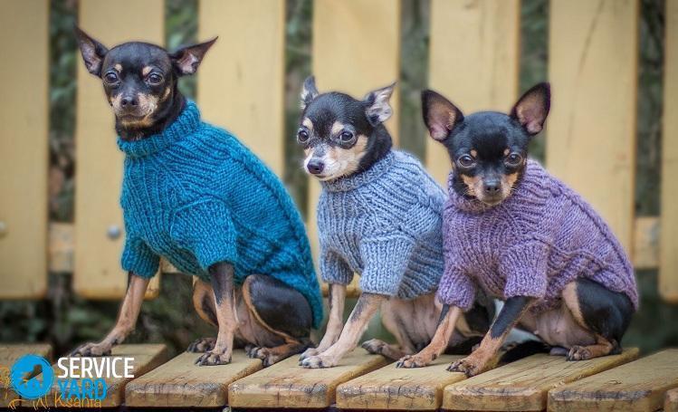 Одежда для собак своими руками — выкройки