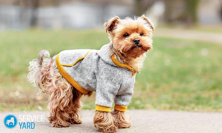 Одежда для собак своими руками — выкройки