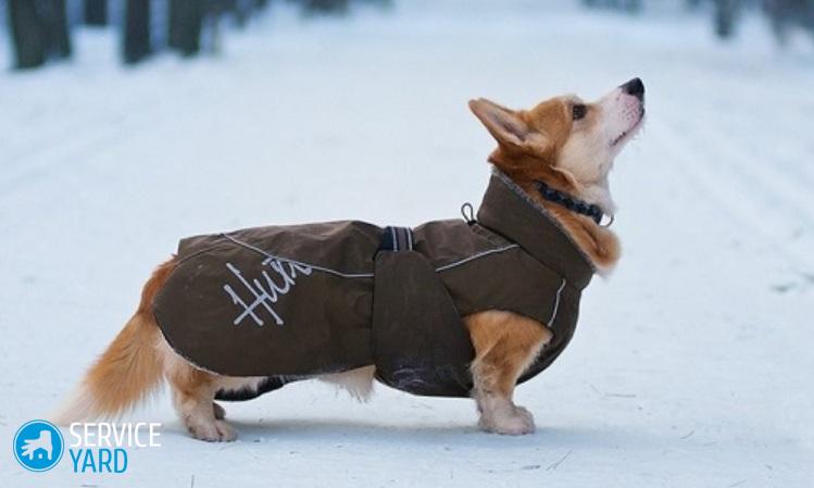 Одежда для собак своими руками — выкройки