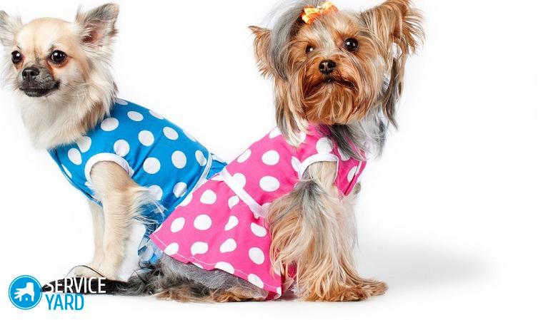 Одежда для йорков своими руками