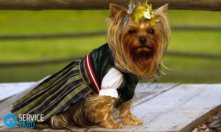 Одежда для йорков своими руками