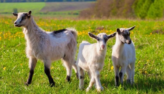 Окіт кози: як себе веде, можливі проблеми