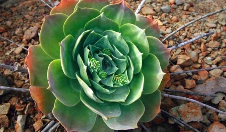 Описание каменной розы и уход за цветком