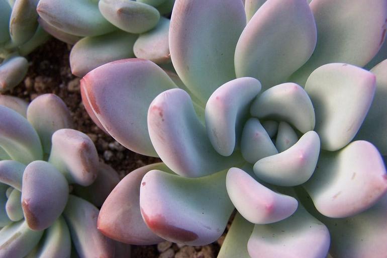 Описание каменной розы и уход за цветком Описание каменной розы и уход за цветком