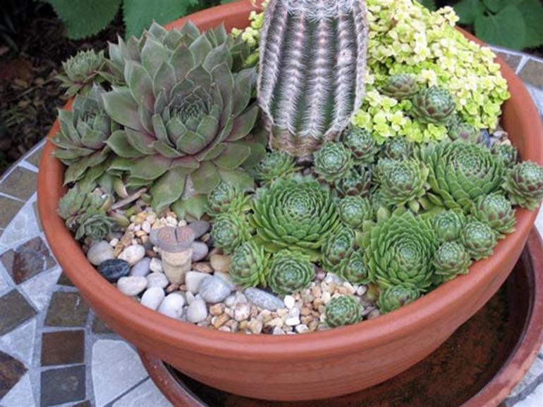 Описание каменной розы и уход за цветком Описание каменной розы и уход за цветком