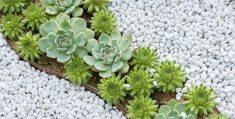 Описание каменной розы и уход за цветком Описание каменной розы и уход за цветком