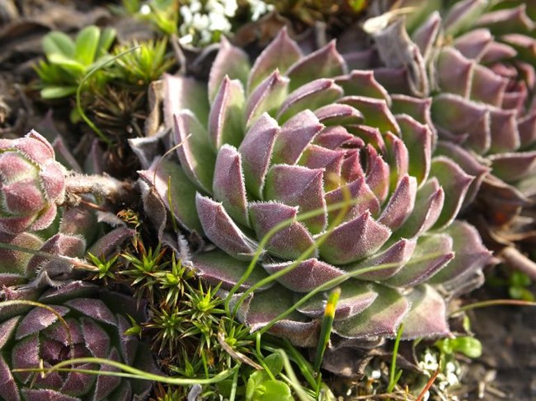 Описание каменной розы и уход за цветком Описание каменной розы и уход за цветком