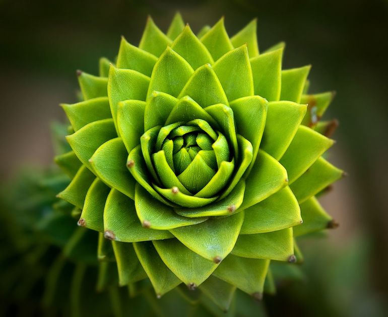 Описание каменной розы и уход за цветком Описание каменной розы и уход за цветком