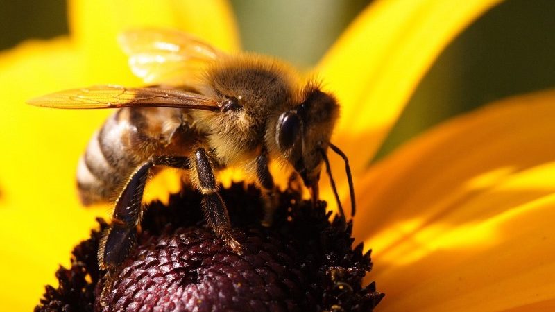 Основні хвороби і шкідники бджіл: ознаки, сучасні методи лікування, профілактика: опис, відео. Настоянка підмору бджіл, Метронідазол, Біпін — від яких хвороб у бджіл? Хвороби бджіл, викликані найпростішими: назви, лікування. Які хвороби п