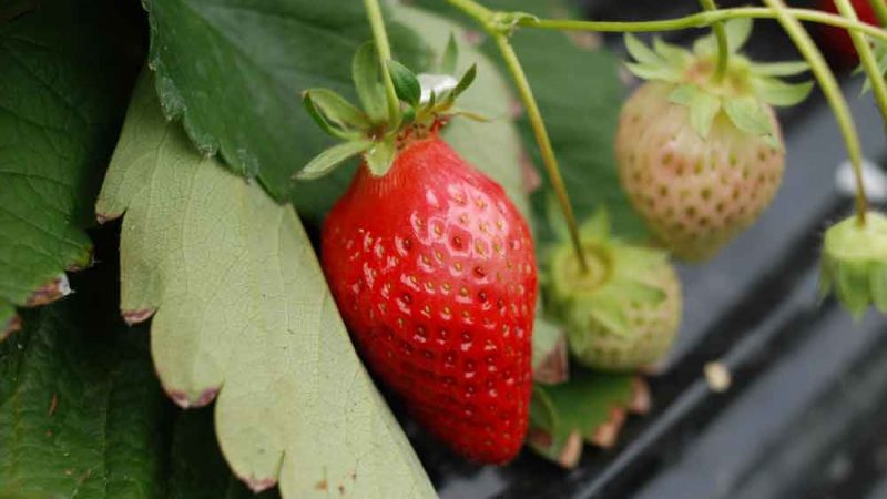 Особливості та технологія вирощування тепличної полуниці на агроволокні