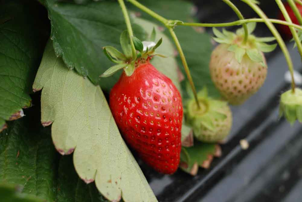Особливості та технологія вирощування тепличної полуниці на агроволокні