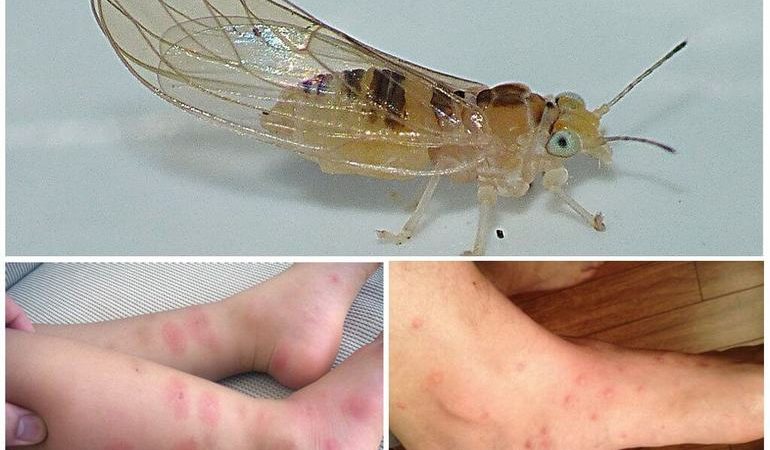 Откуда берутся блохи в квартире и как от них избавиться