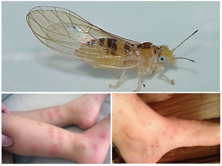 Откуда берутся блохи в квартире и как от них избавиться Откуда берутся блохи в квартире и как от них избавиться