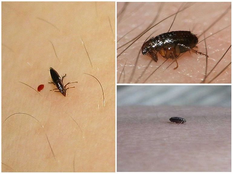 Откуда берутся блохи в квартире и как от них избавиться Откуда берутся блохи в квартире и как от них избавиться