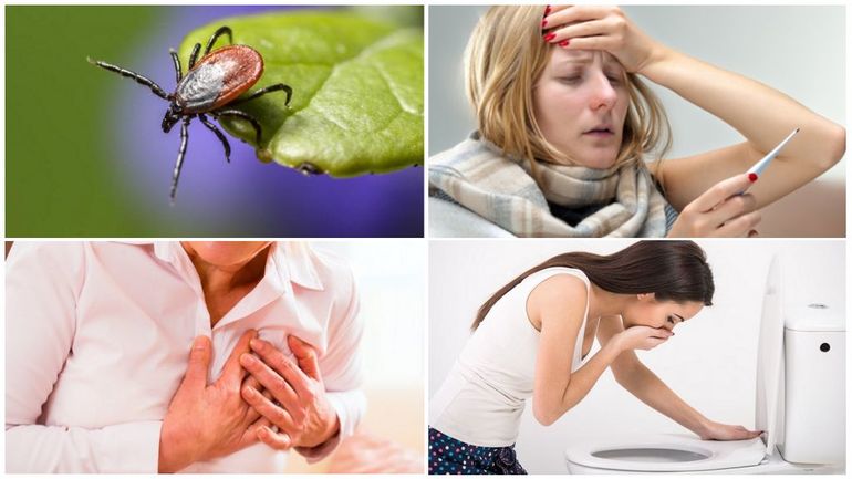 Откуда берутся блохи в квартире и как от них избавиться Откуда берутся блохи в квартире и как от них избавиться