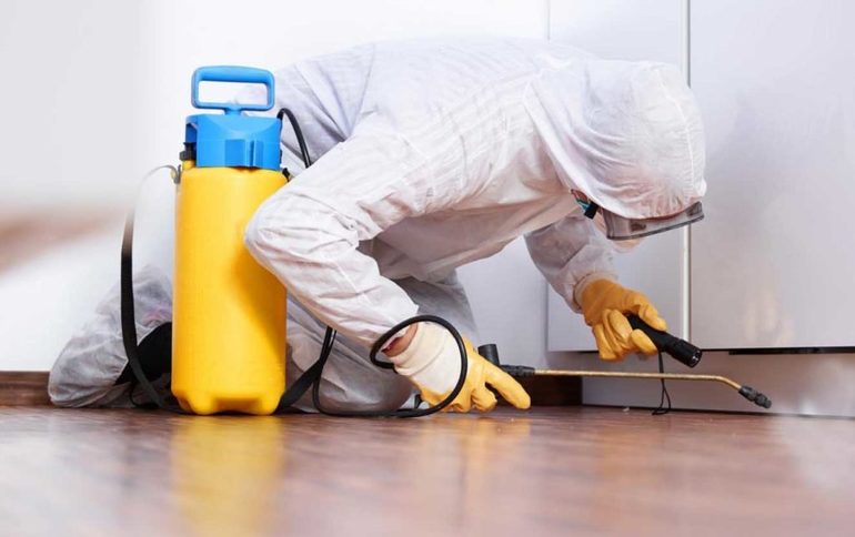 Откуда берутся блохи в квартире и как от них избавиться Откуда берутся блохи в квартире и как от них избавиться