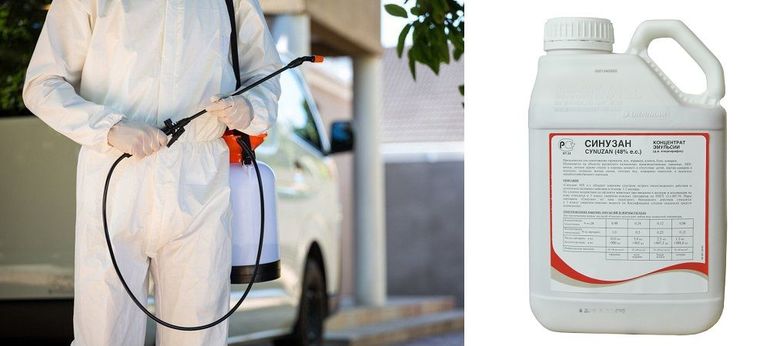 Откуда берутся блохи в квартире и как от них избавиться Откуда берутся блохи в квартире и как от них избавиться