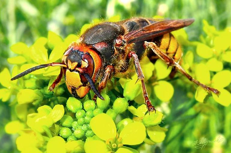 Отличия европейского шершня от ос и других насекомых