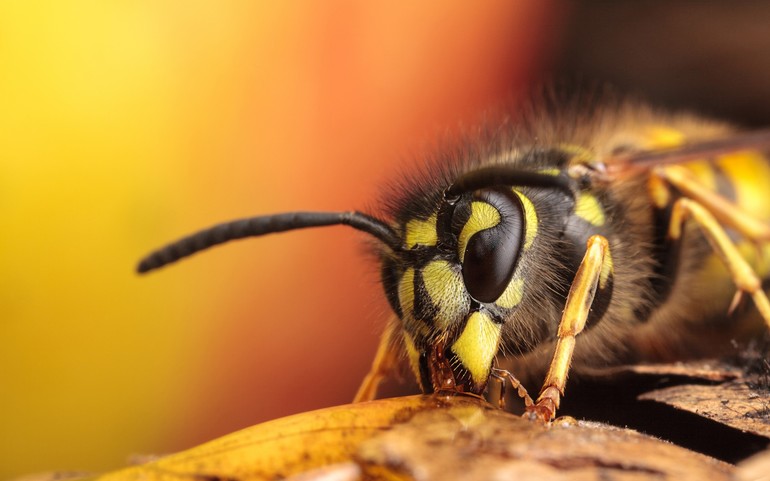 Отличия европейского шершня от ос и других насекомых