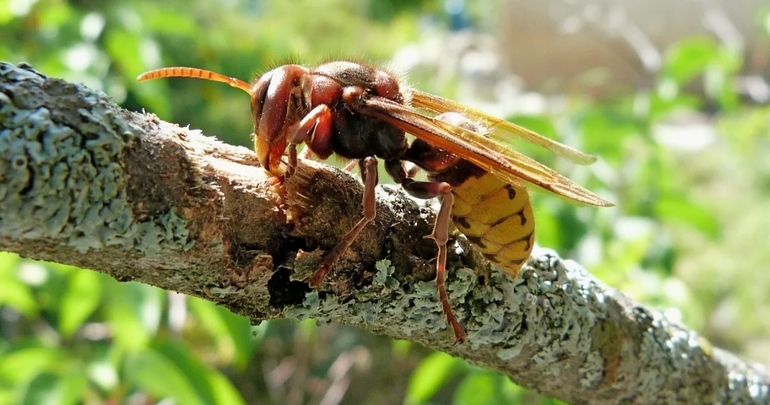 Отличия европейского шершня от ос и других насекомых