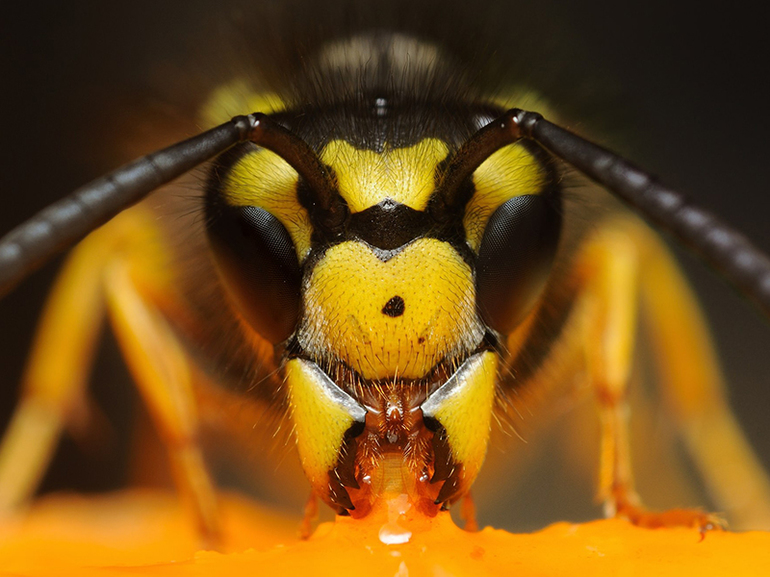 Отличия европейского шершня от ос и других насекомых