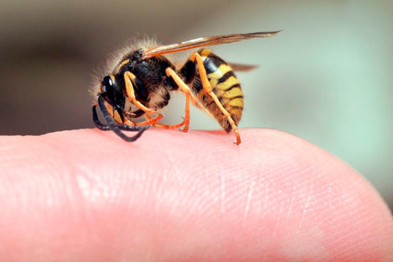 Отличия европейского шершня от ос и других насекомых