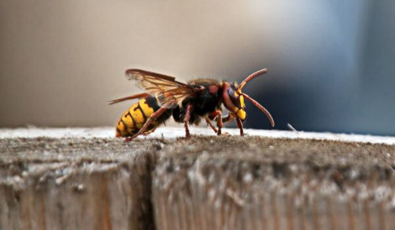 Отличия европейского шершня от ос и других насекомых